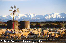 sheepfarmsouthisland.jpg